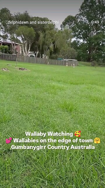Wallabies on the edge of town 🤗💕🤗
