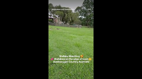Wallabies on the edge of town 🤗💕🤗