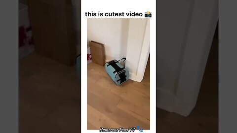 Funny animals 2024😂- Funniest Cats and Dogs Video😹🐶 #10