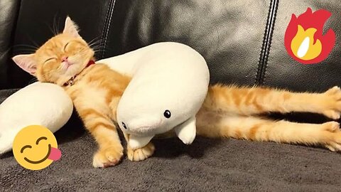 Viral Try Not To Laugh Cats And Dogs Videos 😁 - BEST Funny Animal Videos 2025