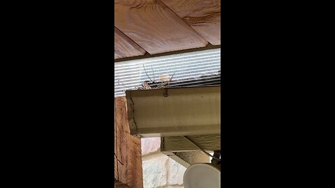 Carolina Wren Brings Home Seconds!