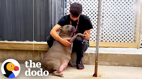 Pittie Reunites With Her Sister Just In Time To Go Into Labor | The Dodo