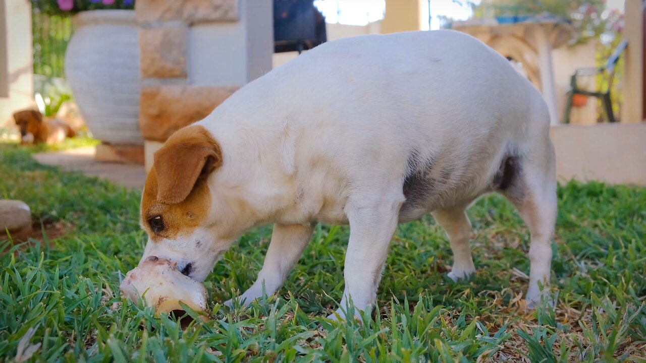 Hungry Dog 🐶