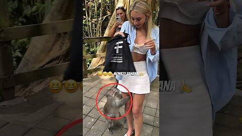 The Animals #funnyanimals #animals #pets #shorts