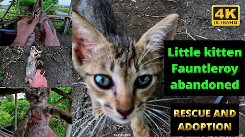 Cute kitten rescue - the most laid back rescue kitten ever - Fauntleroy #indonesia #irish