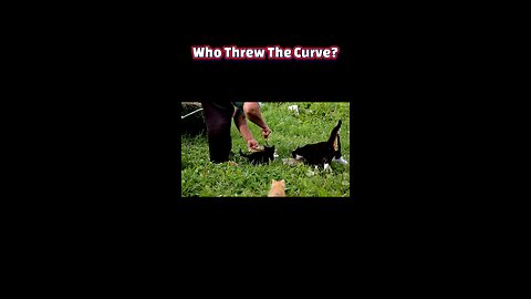 Paws and Laws: Florida's Feral Feeding Debate