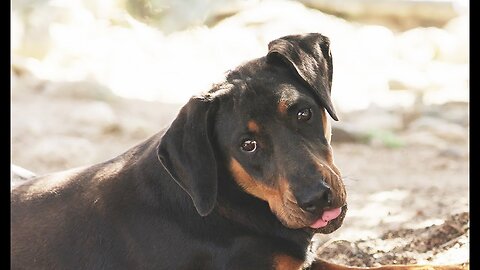 This puppy with rickets was abandoned to die at the border!