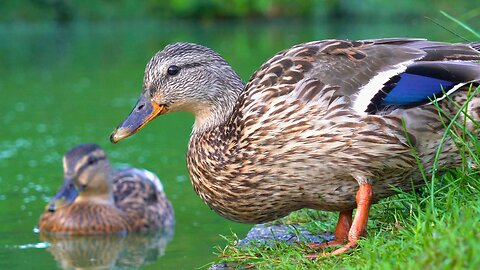 Little More of The Mother Hen of the 3 Ducklings
