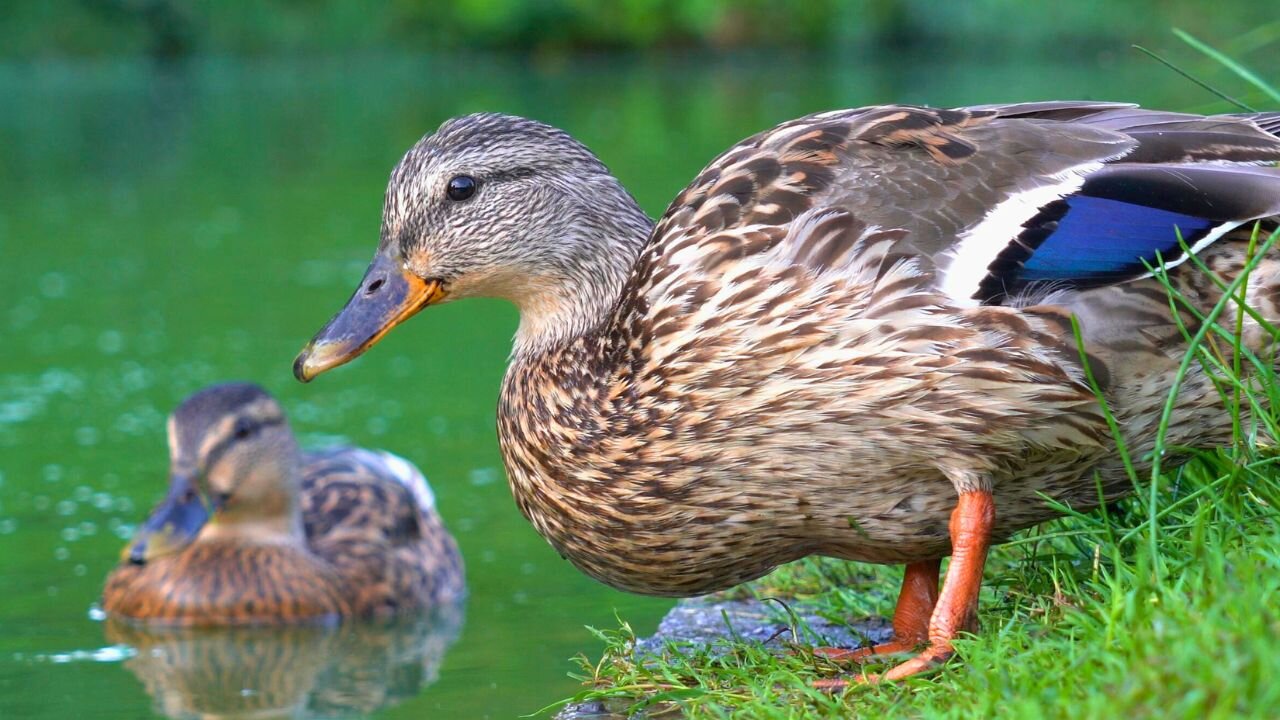 Little More of The Mother Hen of the 3 Ducklings