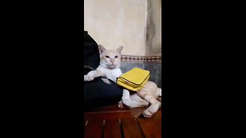 Funny Boss Cat Rules the Study Desk – Hilarious Cat Video 2025