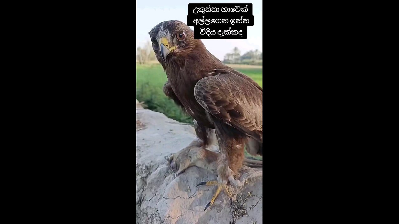 Have you seen the hawk holding a rabbit?