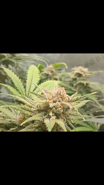 Wedding cheesecake week 17