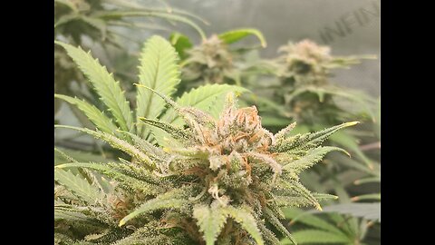 Wedding cheesecake week 17