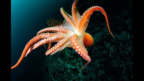 Octopus
