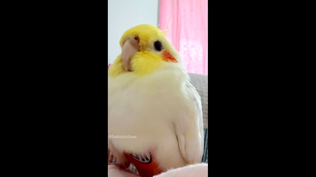 Meet Jerry the Cockatiel, the definition of cuteness overload! 💖🦜🥰 #cockatielscraze #CuteBirds