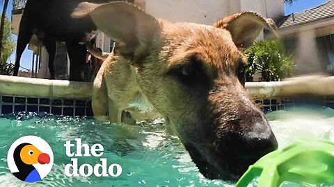 Foster Puppy Immediately Recognizes His Mom At Pool Party | The Dodo