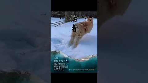 Rabbit running in the snow. I accidentally photographed Yu Hua’s cover. Cute Pet Debut Plan Rabbit
