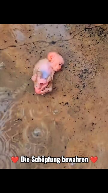 Die Schöpfung bewahren.