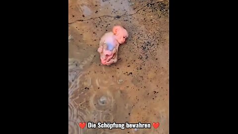 Die Schöpfung bewahren.