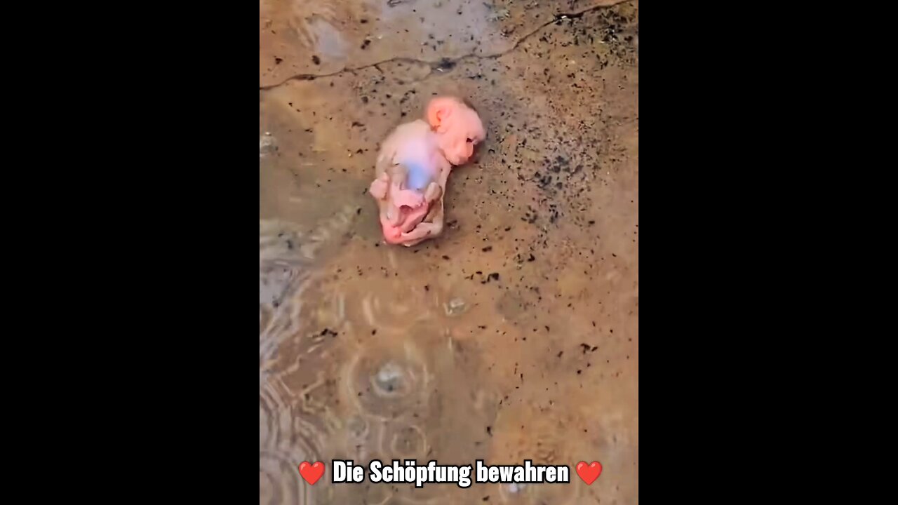 Die Schöpfung bewahren.