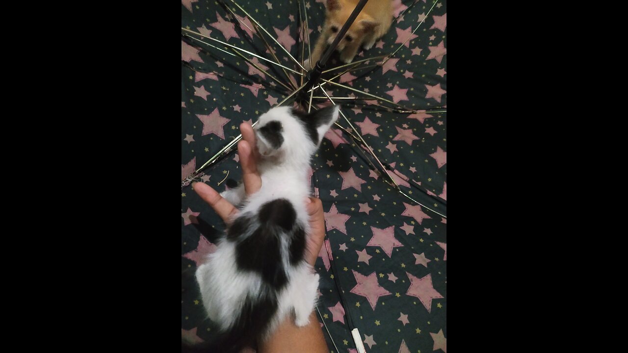 Dog foot cat