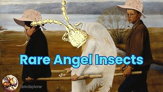 Meet The Rarest of Insects - Angel Insects (Zoraptera)
