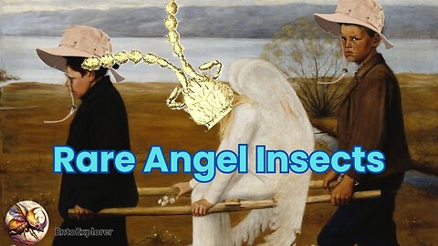 Meet The Rarest of Insects - Angel Insects (Zoraptera)