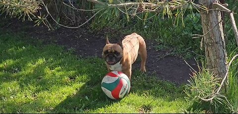 Should dogs be outdoor pets