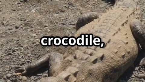 🐊 Crocodiles The Titans of Jaw Power 🐊