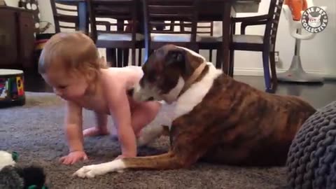 Shocking: Adulting Dogs | Funny Dog Video Compilation 2017