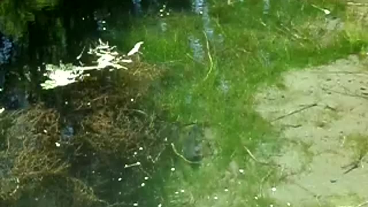 Fish still in the water