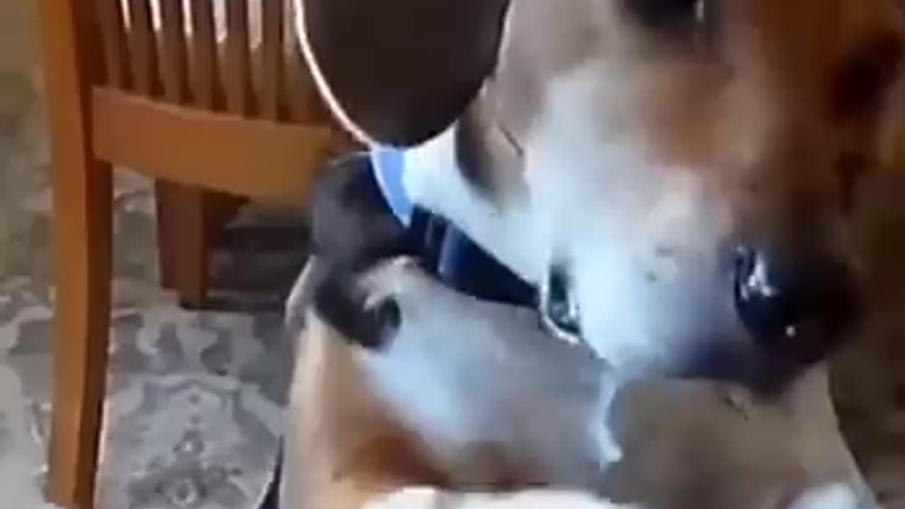 Viral funny video | #funny #viral