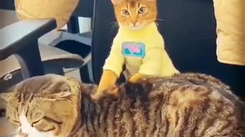 How to massage a cat