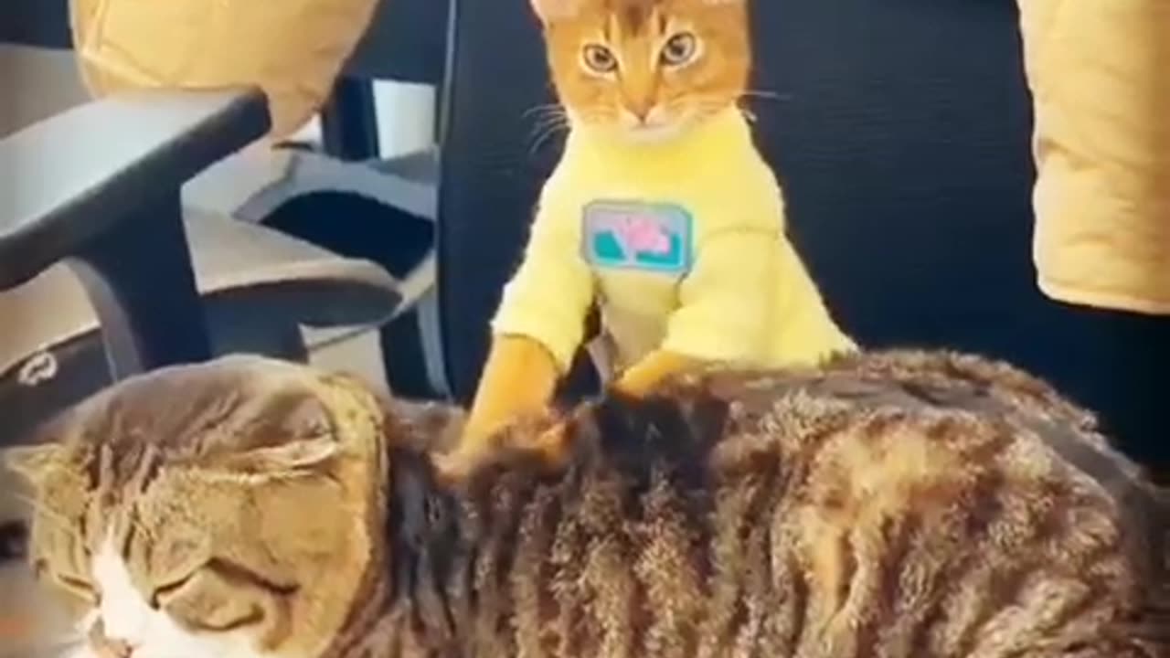 How to massage a cat