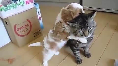 Baby Dog & Cat at Home