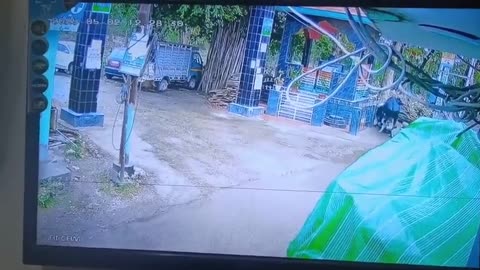 Cow steals scooter