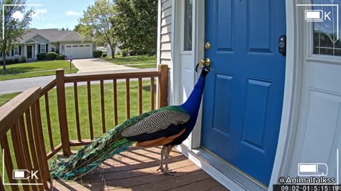 CCTV Camera: Caught Animals Ringing The Doorbell