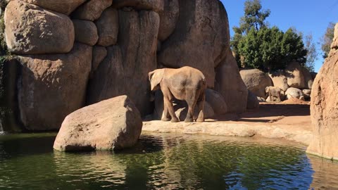 Bioparc Zoo (Valencia, Spain) 2