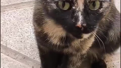 animals