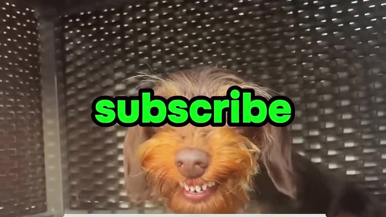 When Dogs Take Their Medicine... or Try Not To