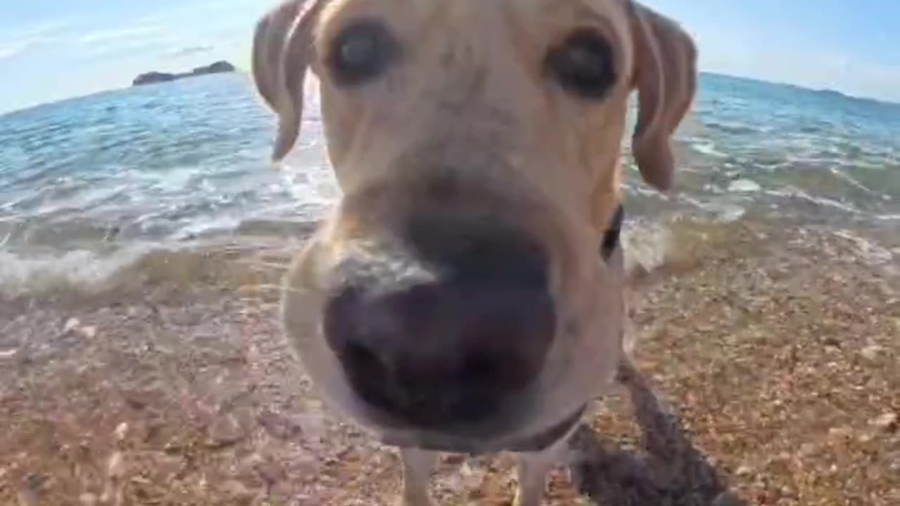 Dog takes aunt to see the sea