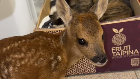 Momma Cat Accepts Nursing Fawn