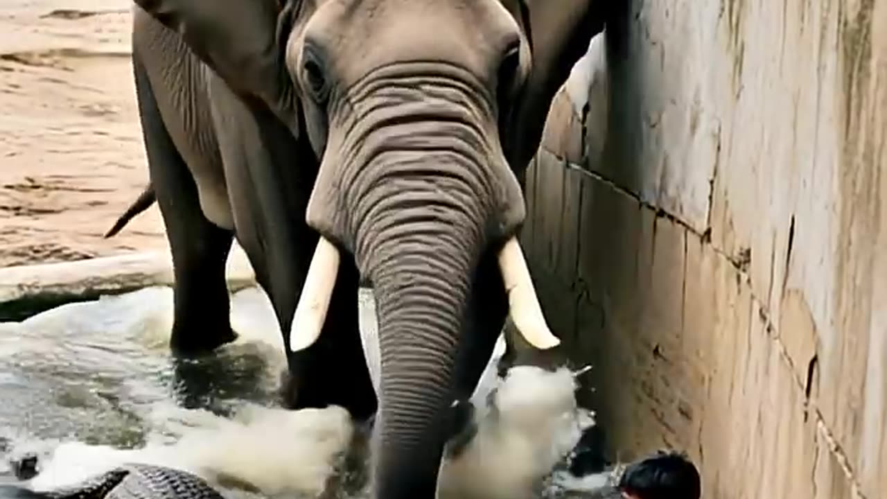 HEROIC ELEPHANT RESCUES CHILD FROM CROCODILES IN ZOO!