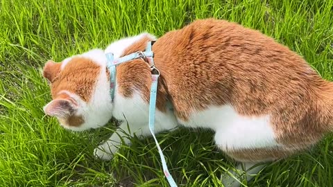It's Saturday, go touch grass
