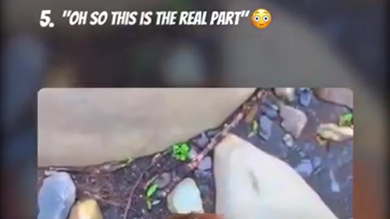 Cat Eating Watermelon