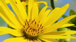 How the rockefellers defunded natural healing,