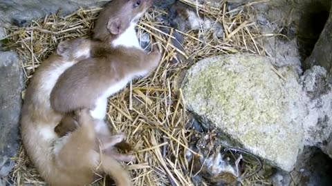 Breaking: Two Weasels Mating | Discover Wildlife | Robert E Fuller