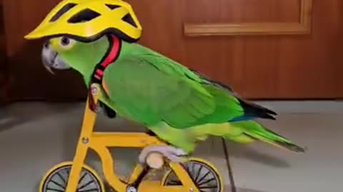 When your parrot decides to join the Tour de France