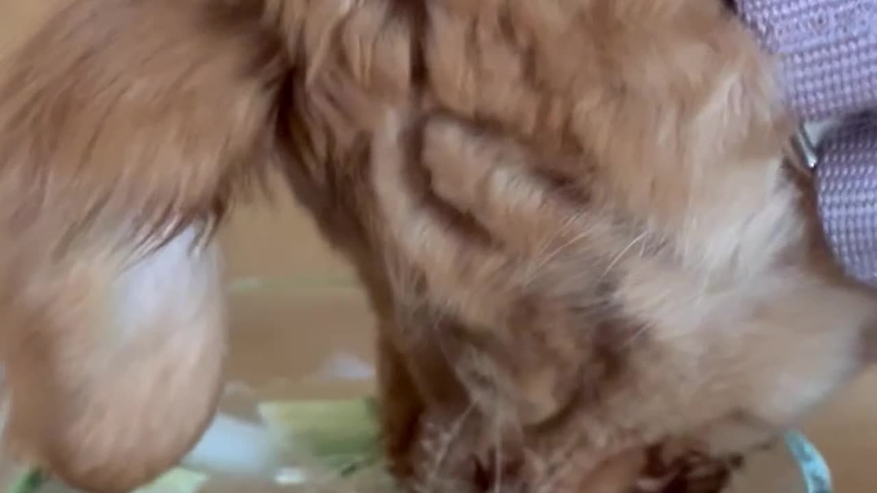 She's a Classy Lady Who Only Drinks Cucumber Water