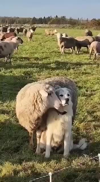 Sheep Won’t Stop Smelling the Guard Dog!